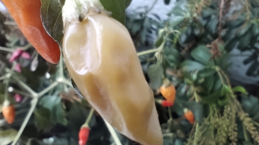 Motorola Moto G82 5G - Originalaufnahmen 