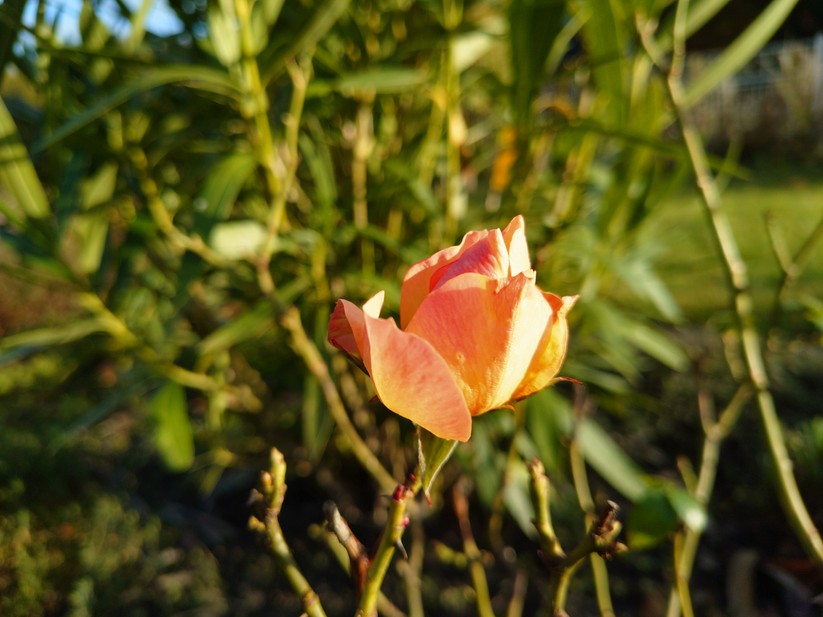 Sony Xperia 10 VII - Originalaufnahmen