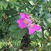 Testfoto geschossen mit einem Samsung GT-P7100 Galaxy Tab 10.1v | BestBoyZ