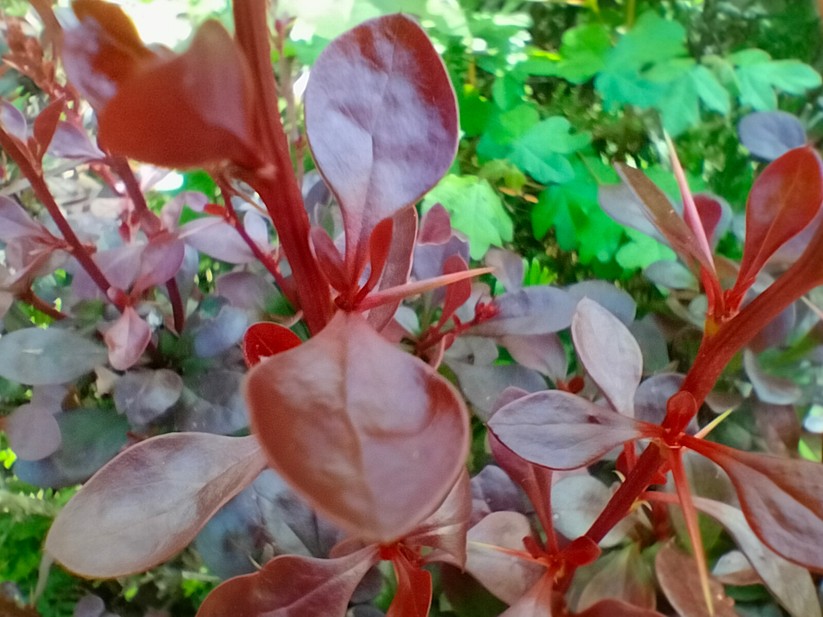 Realme 9 - Originalaufnahmen 