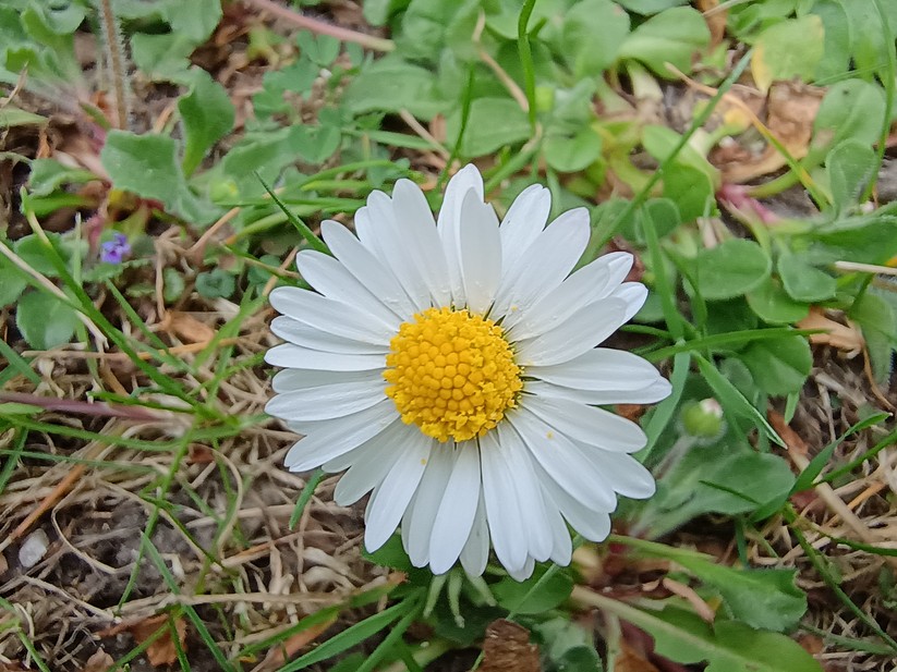 Motorola Moto G55 5G - Originalaufnahmen 