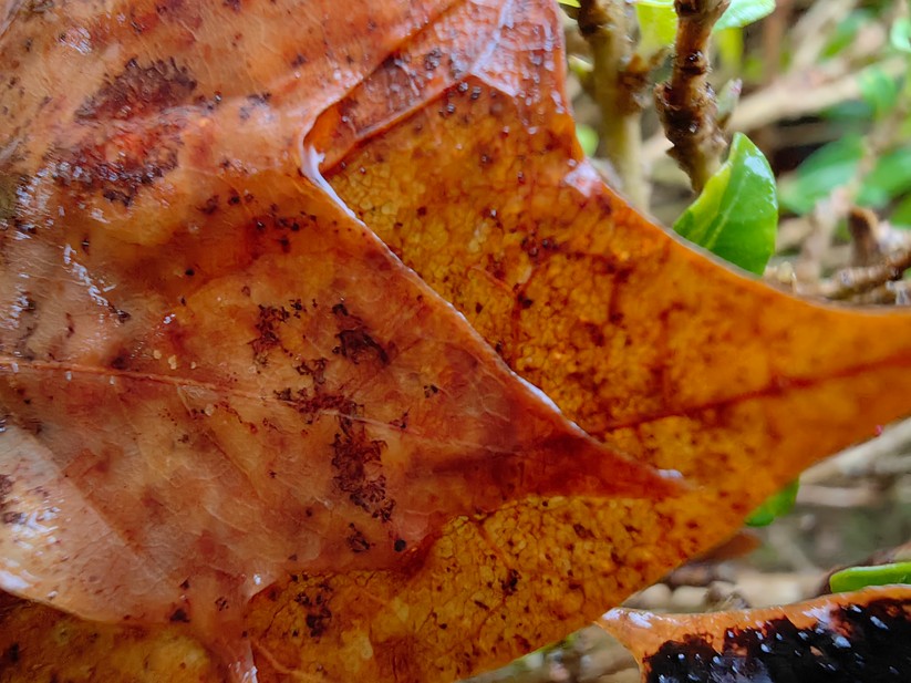 Huawei Mate 50 Pro - Originalaufnahmen