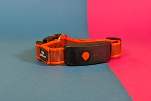 GPS-Tracker Weenect XT im Test: Den Hund jede Sekunde im Blick