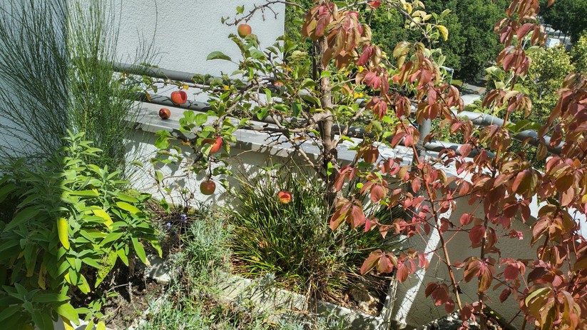 Fotos mit dem Nokia XR20