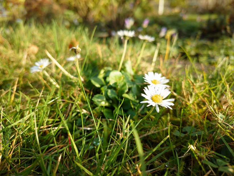 Sony Xperia 10 VII - Originalaufnahmen