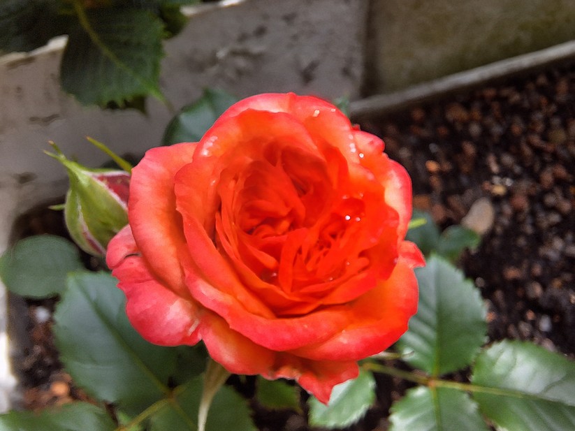 Samsung Galaxy A54 - Originalaufnahmen 