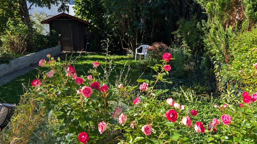 Google Pixel 10 Fotos