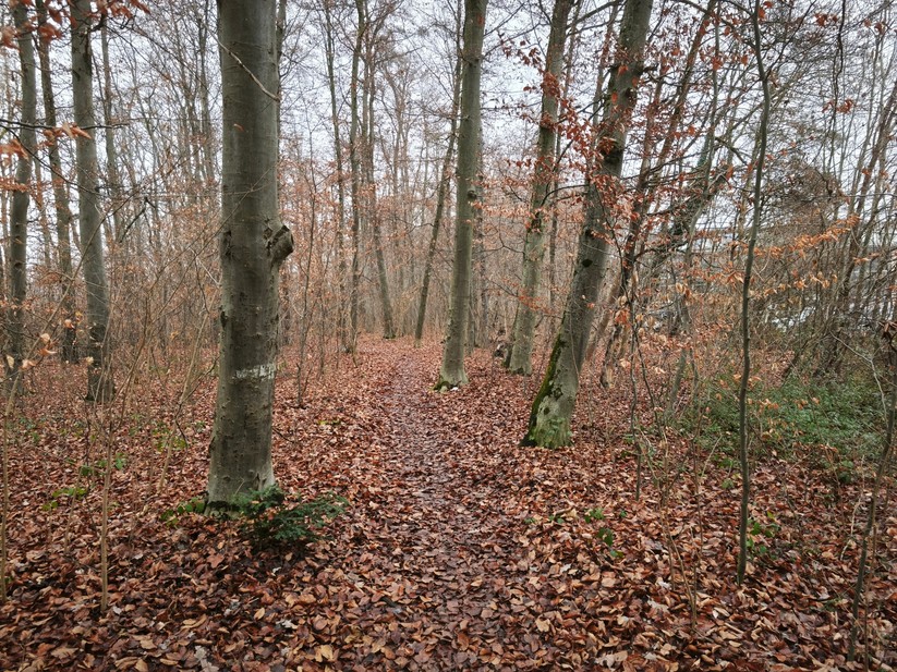 Xiaomi 15T - Originalaufnahmen