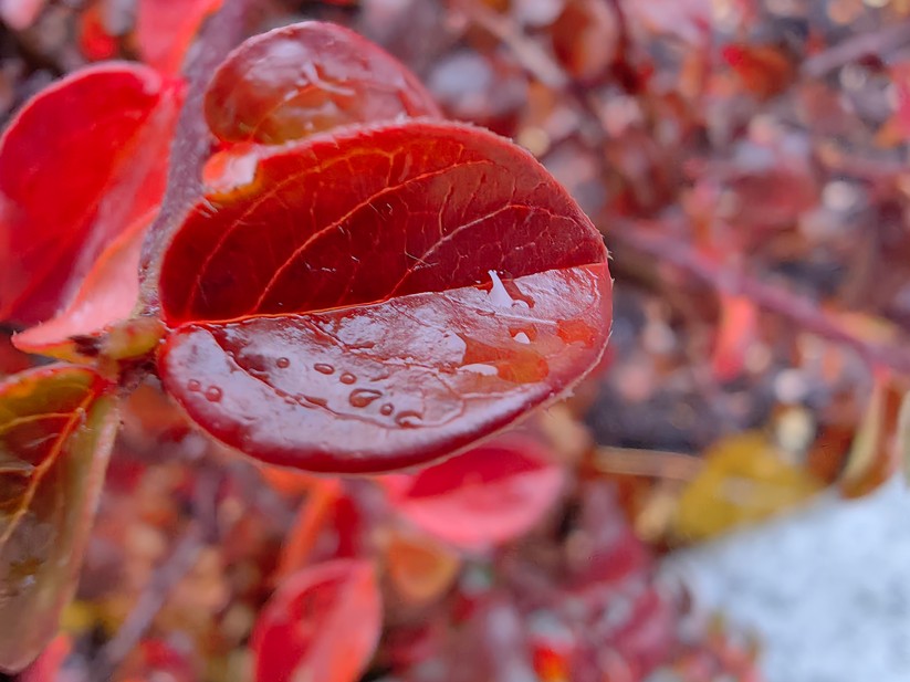 Huawei Mate 50 Pro - Originalaufnahmen