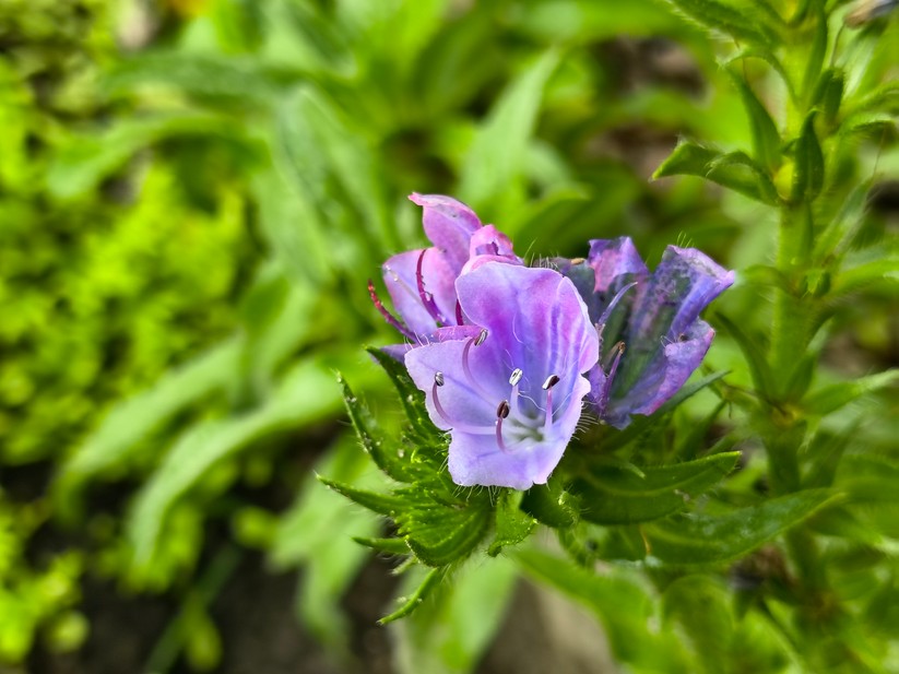 Motorola Razr 60 - Originalaufnahmen