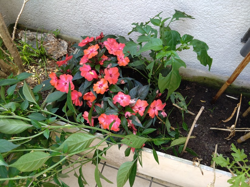 Sony Xperia 10 IV - Originalaufnahmen 