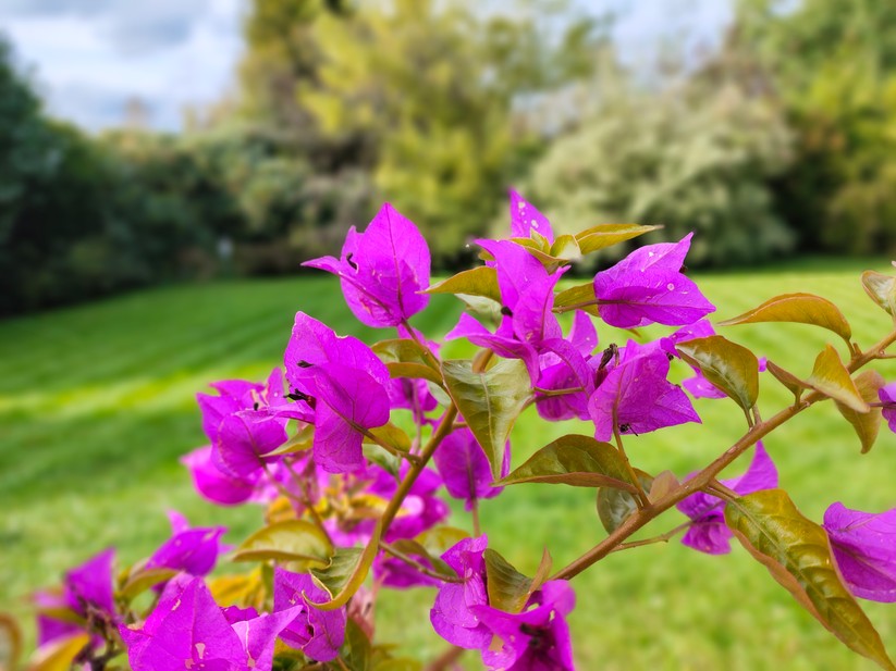 Poco F5 Pro