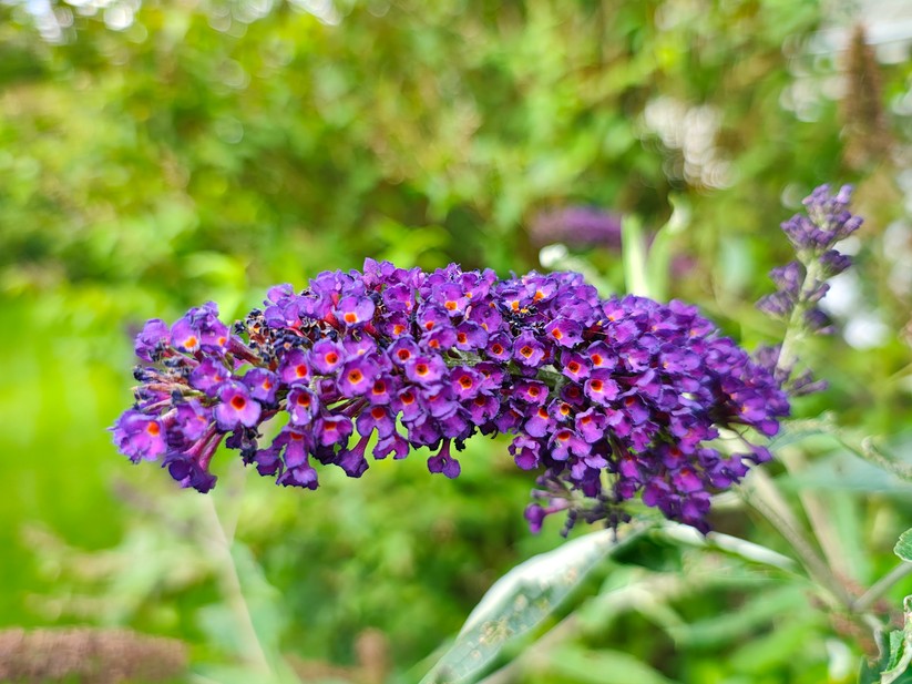 Motorola Edge 50 Pro