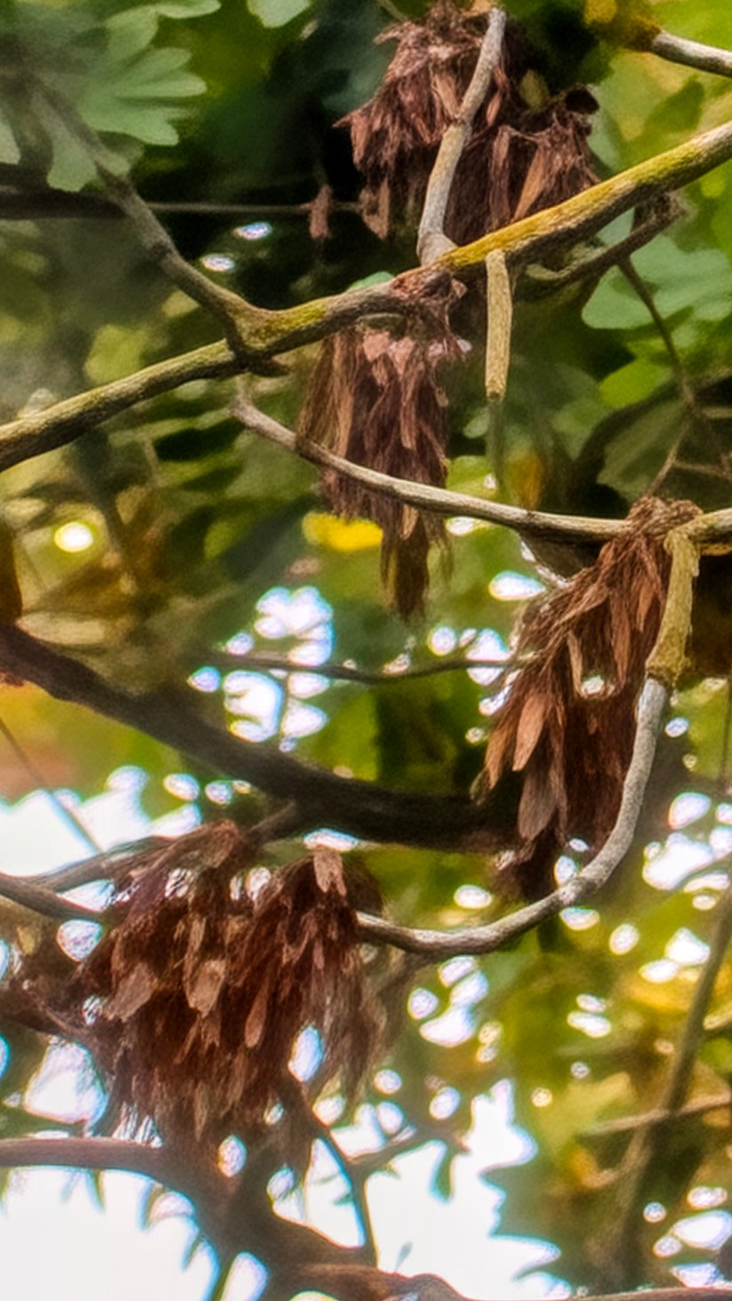 Google Pixel 10 Pro XL Foto