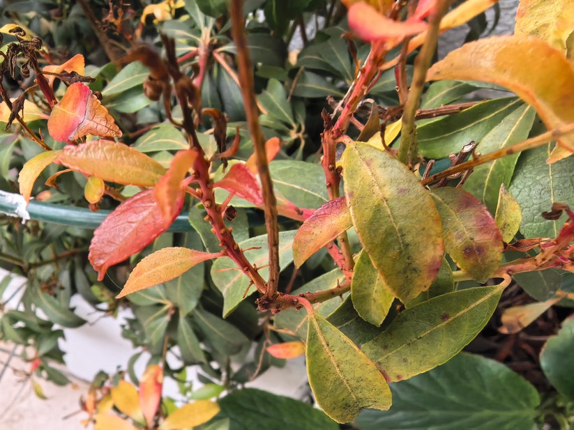 Huawei Mate X6 - Originalaufnahmen 