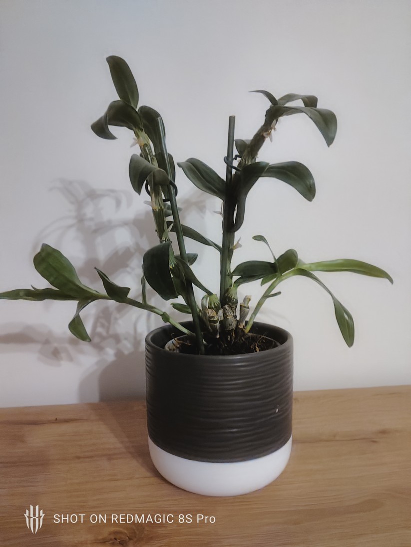 Redmagic 8S Pro - Originalaufnahmen