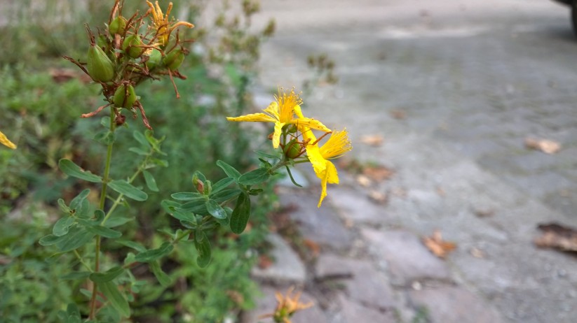 Nokia Lumia 930