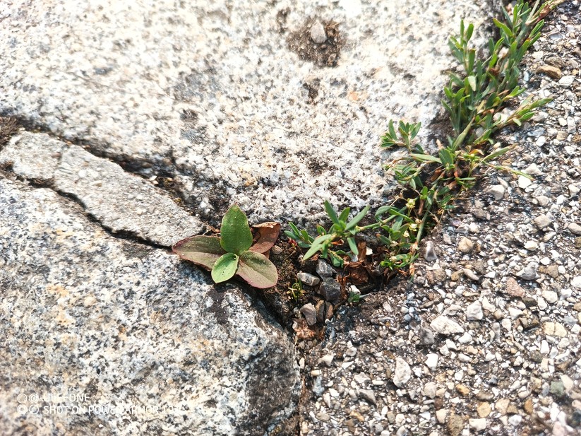 Ulefone Power Armor 19T - Originalaufnahmen