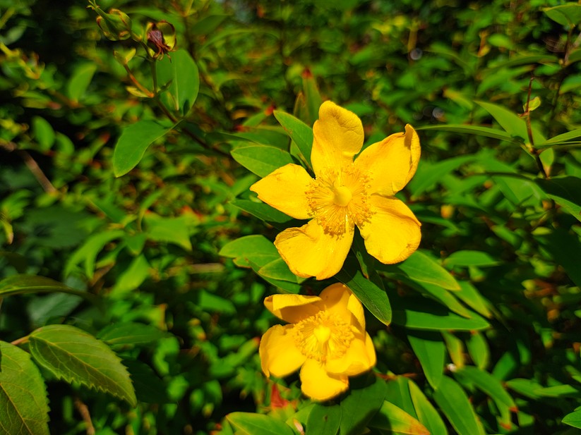 Motorola Edge 50 Pro