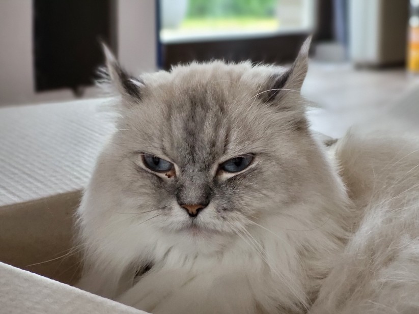 Samsung Galaxy S21 FE