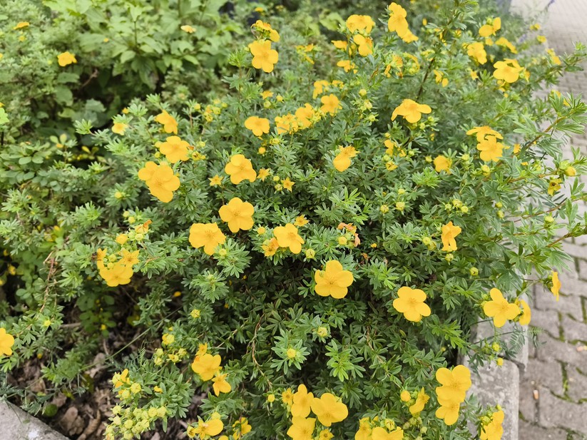 Ulefone Armor 34 Pro - Originalaufnahmen