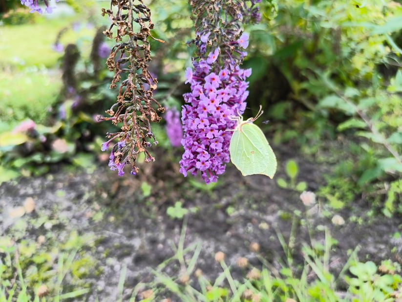 CMF Phone 2 Pro - Originalaufnahmen 