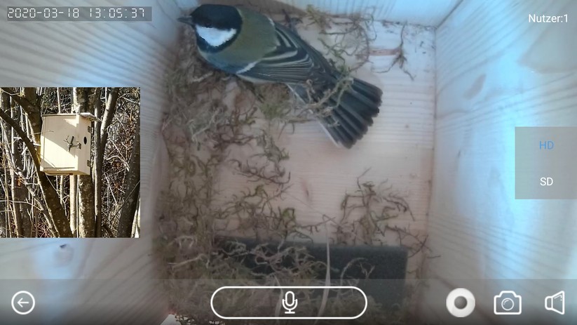 Unser DIY-Nistkasten mit WLAN-Kamera ist mittlerweile bewohnt.