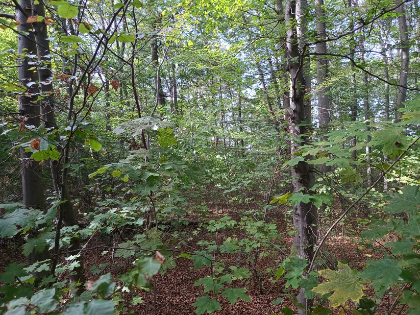 Doogee V31GT - Originalaufnahmen 