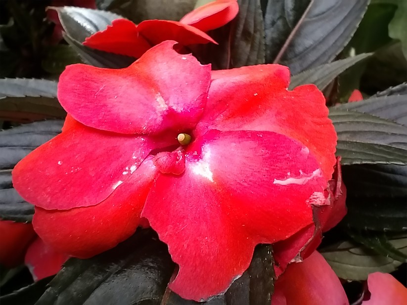 Honor Magic 4 Lite - Originalaufnahmen