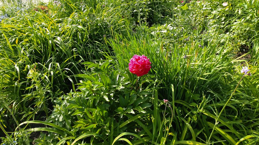 Fotos des Sony Xperia 10 III