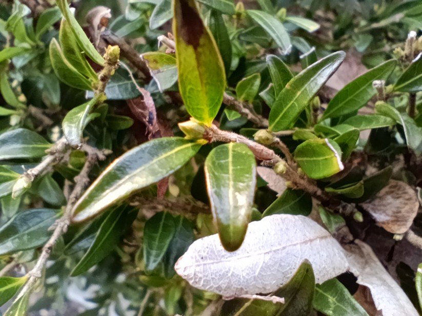 Xiaomi Poco M6 Pro - Originalaufnahmen 