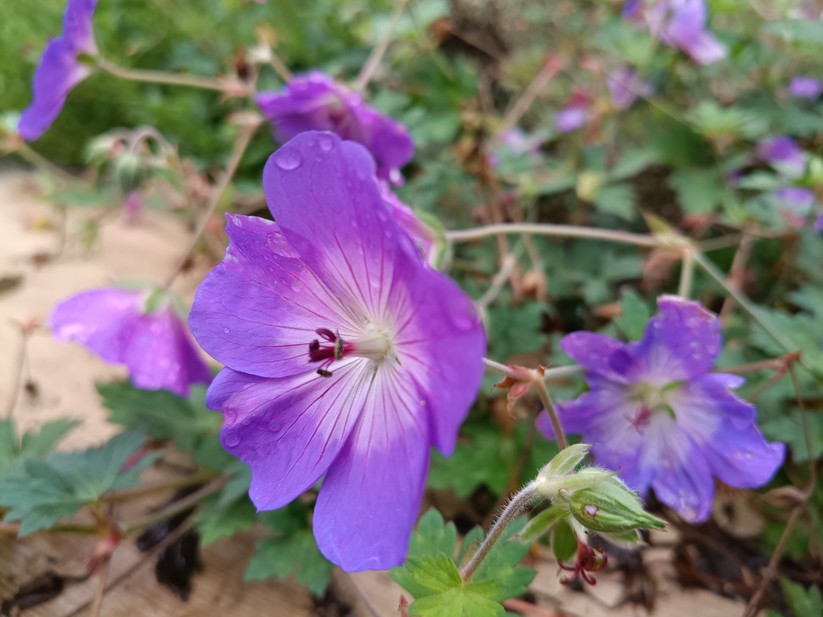 Motorola Moto G56 5G – Originalaufnahmen