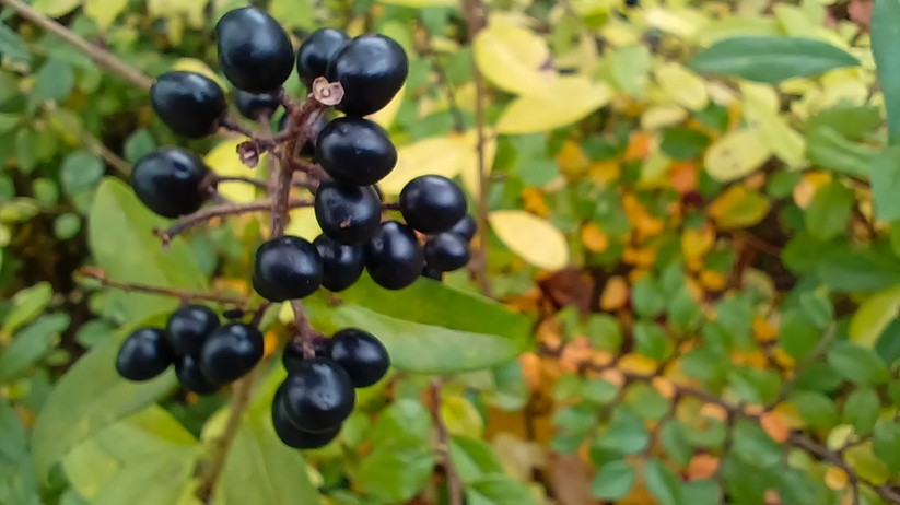 Fotos mit dem Vivo Y72 5G