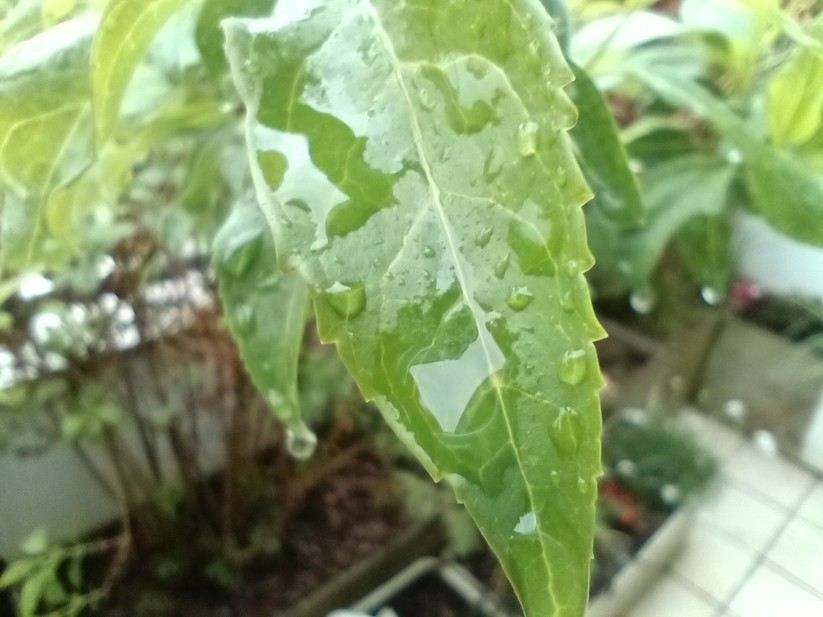 Unihertz Luna - Originalaufnahmen 