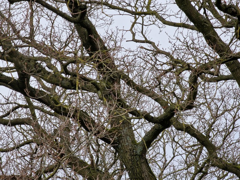 Samsung Galaxy S22 Ultra