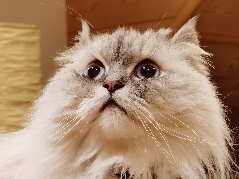 Trotz nicht übermäßig hellem Kunstlicht erstaunlich scharf