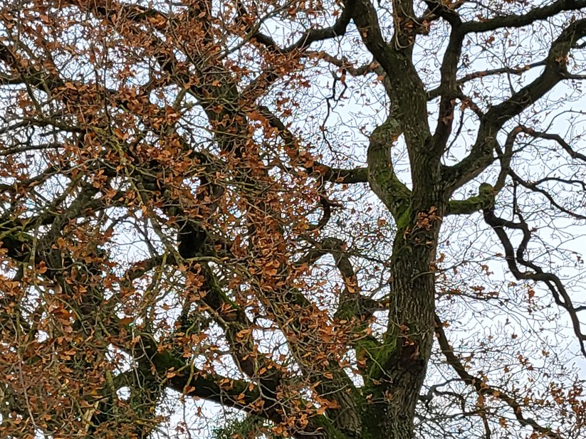 Samsung Galaxy Z Flip 3 5G