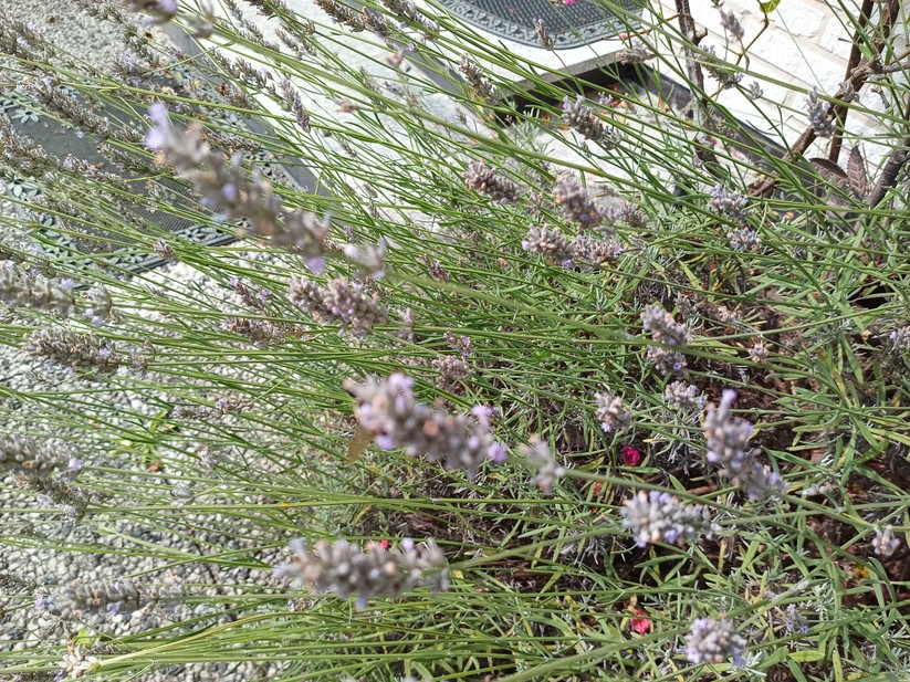 Oukitel WP56 - Originalaufnahmen 