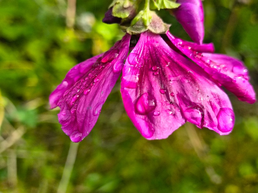 Motorola Razr 60 - Originalaufnahmen