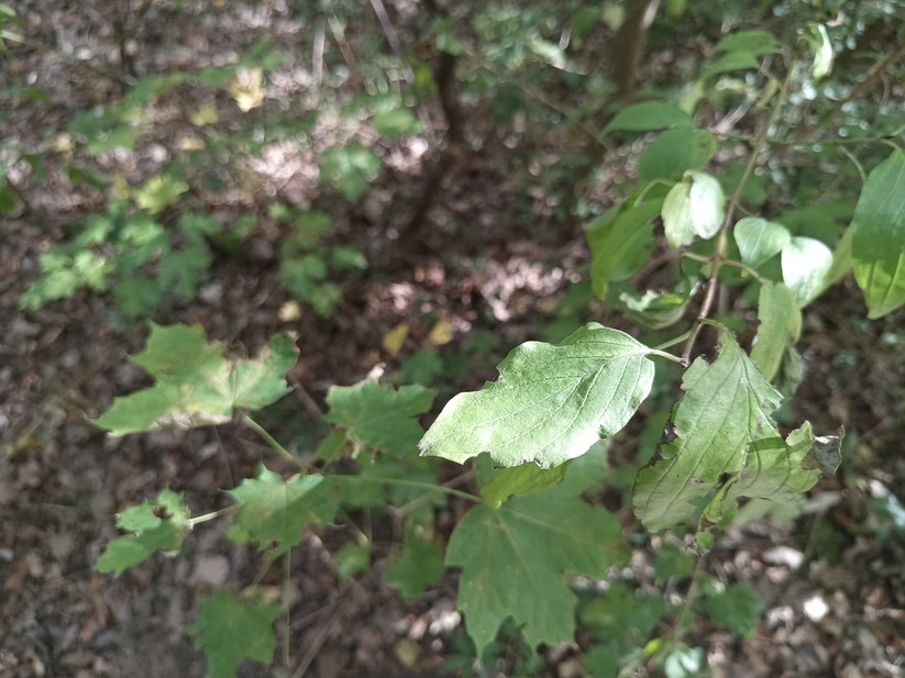 Doogee V31GT - Originalaufnahmen 