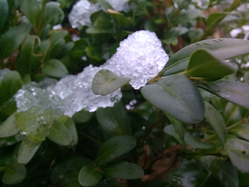 Originalaufnahmen mit dem Honor 50 Lite