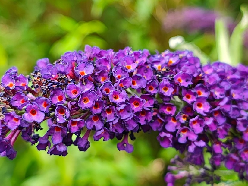 Motorola Edge 50 Pro