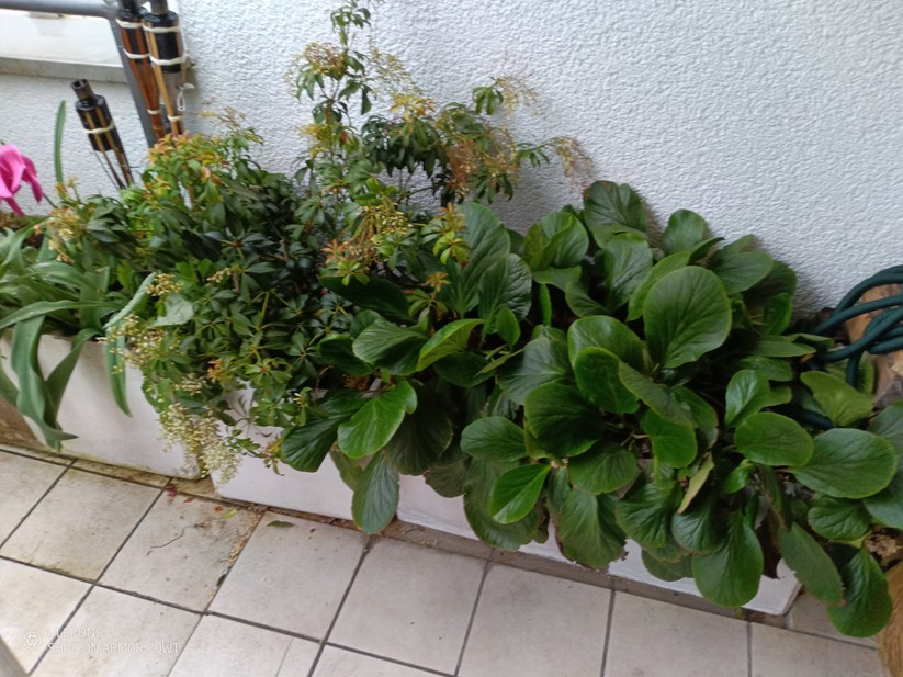 Ulfeone Armor 20WT - Originalaufnahmen