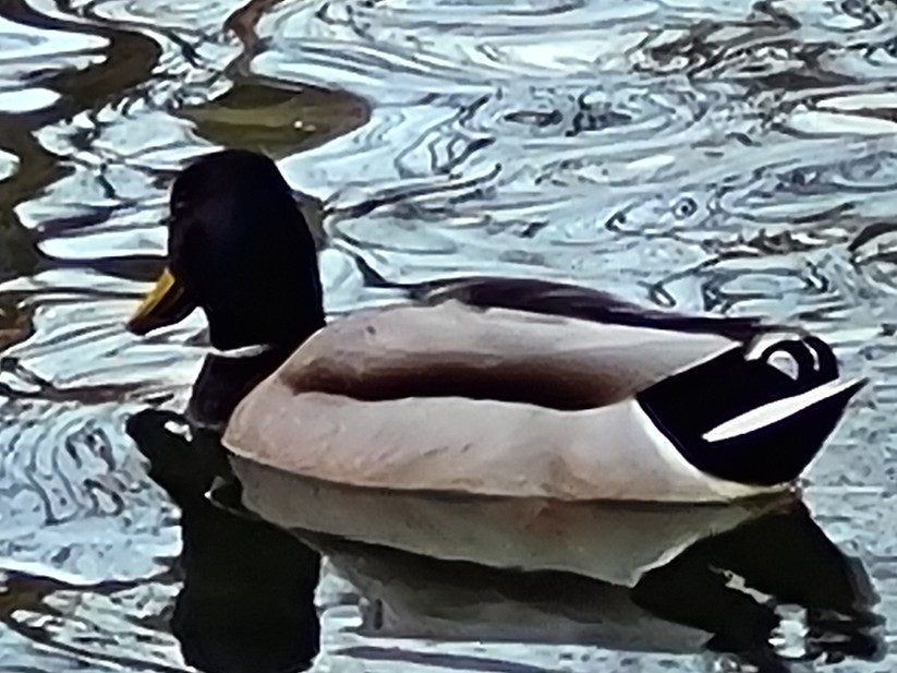 Samsung Galaxy S20 FE