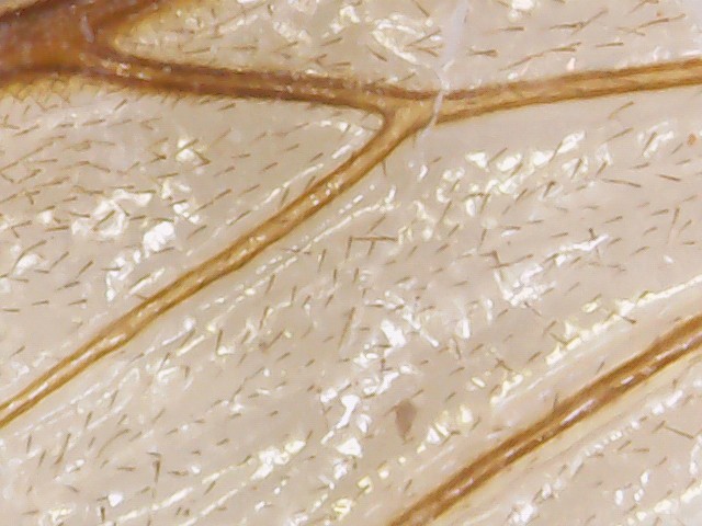 Die Bilder vom USB-Mikroskop sind niedrig aufgelöst, sehen aber gut aus. Hier ein Bienenflügel.