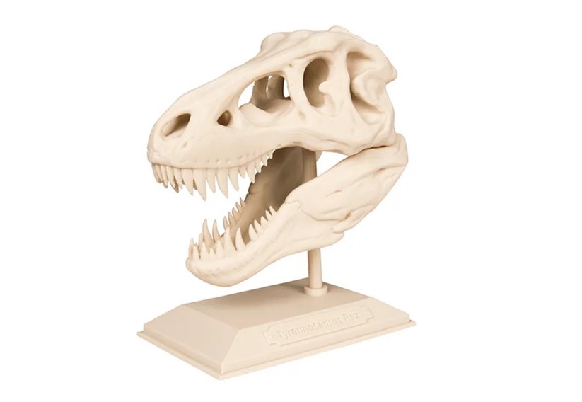 The T-Rex Skull