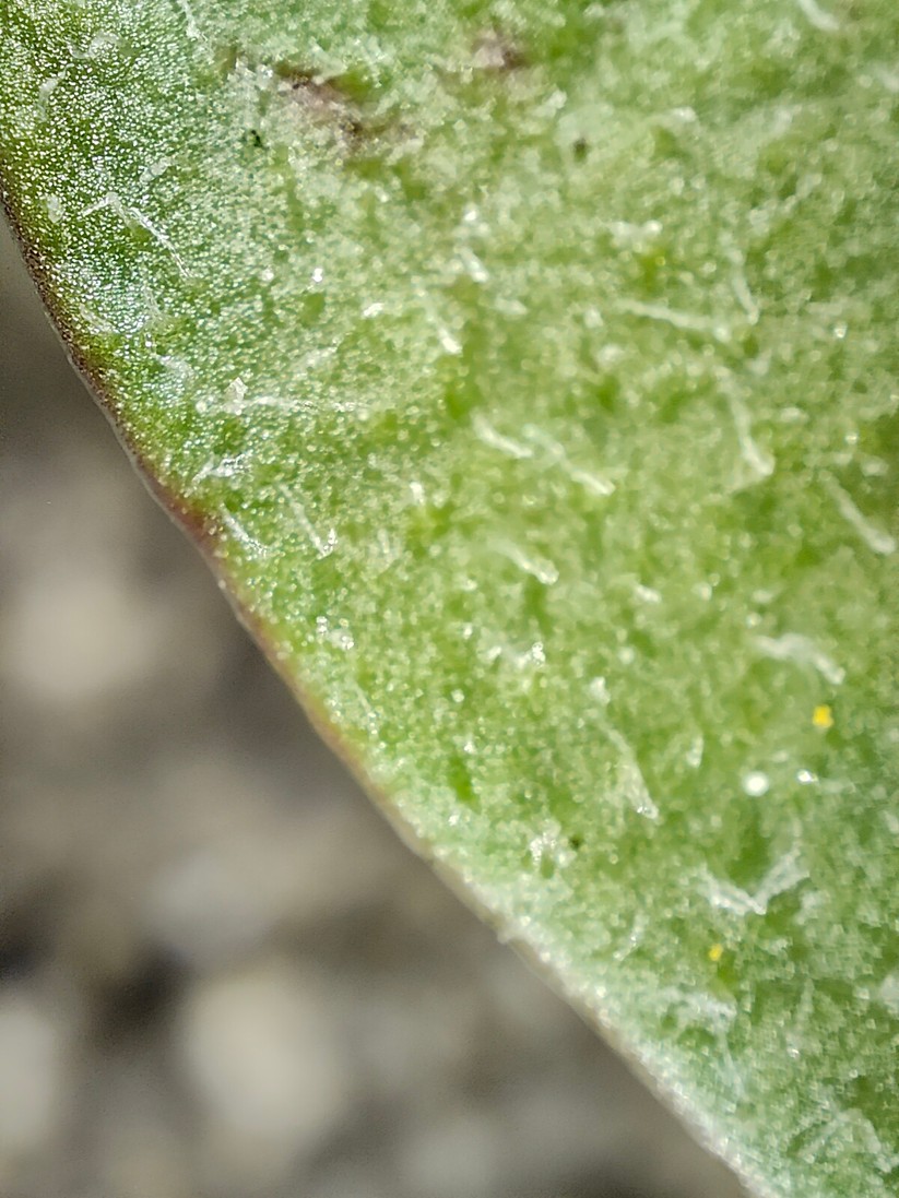 Realme GT 2 Pro - Originalaufnahmen 